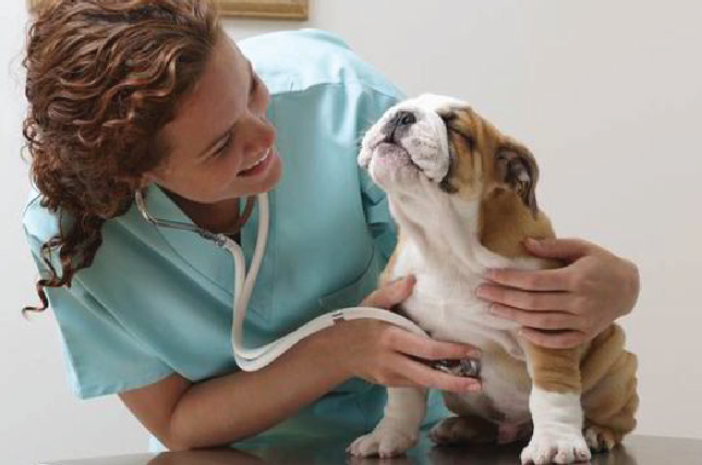 Custom Scales For Veterinary Hospitals